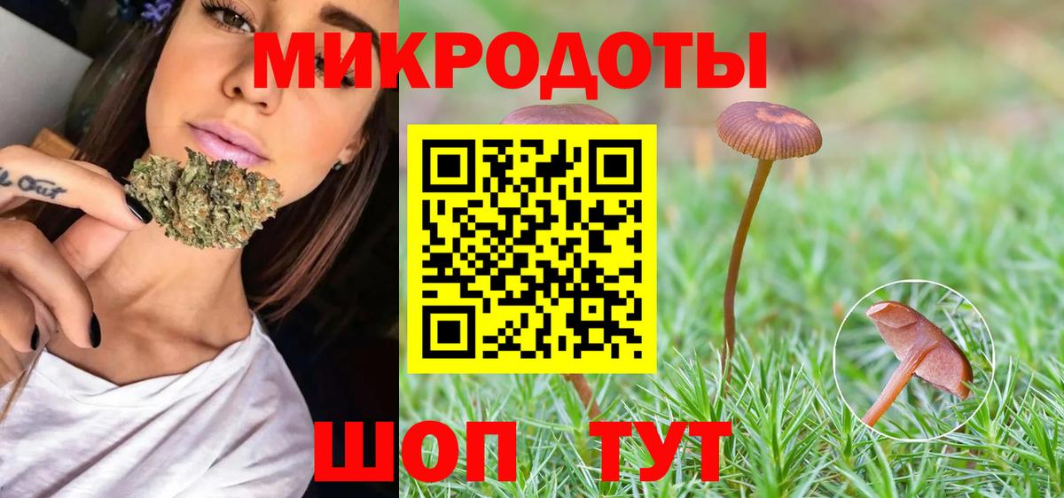 Псилоцибиновые грибы Psilocybe Новокубанск